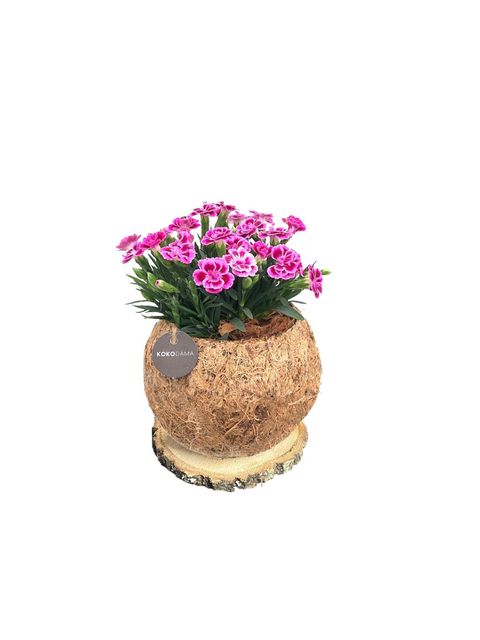 Dianthus DIANTICA PINK KISSES