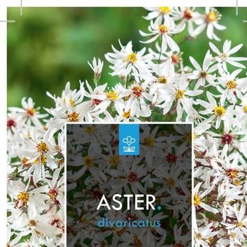 Aster divaricatus