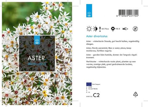 Aster divaricatus