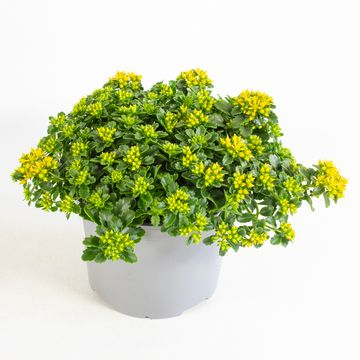 Sedum kamtschaticum 'Little Miss Sunshine'