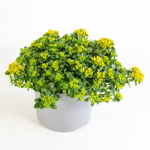 Sedum kamtschaticum 'Little Miss Sunshine'