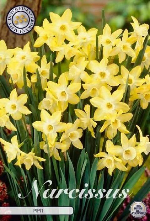 Narcissus 'Pipit'