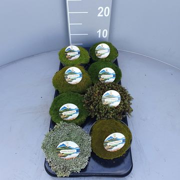 Piante di roccia﻿ MIX