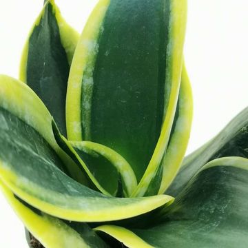 Sansevieria trifasciata 'Jade Pagoda'
