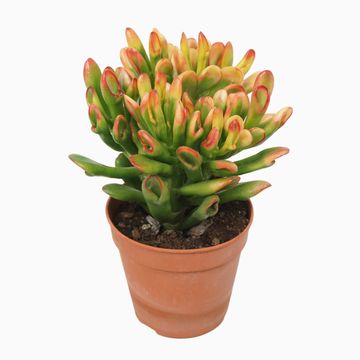 Crassula ovata 'Horntree'