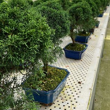 Juniperus chinensis