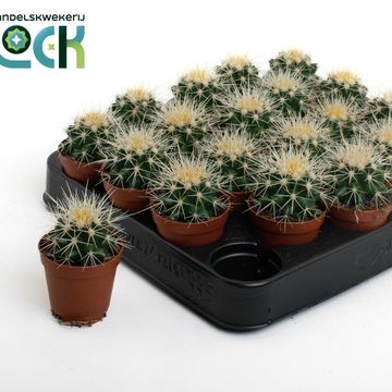 Echinocactus grusonii