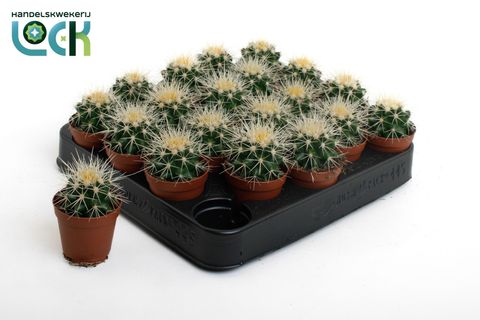 Echinocactus grusonii