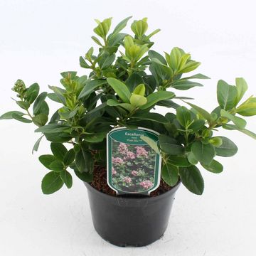 Escallonia laevis PINK ELLE