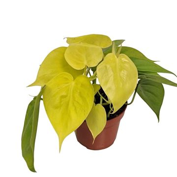 Philodendron scandens 'Neon'