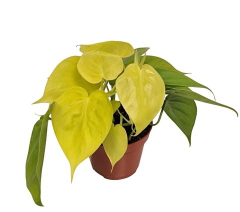 Filodendron scandens 'Neon'