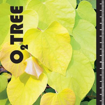 Cercis canadensis GOLDEN FALLS