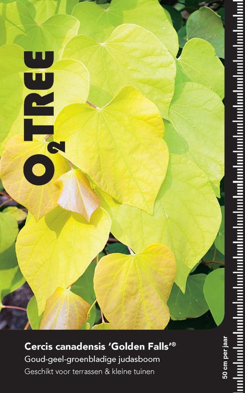 Cercis canadensis GOLDEN FALLS