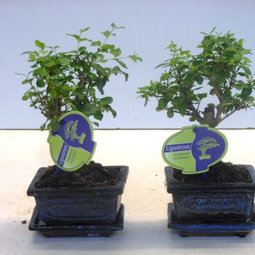 Ligustrum sinense