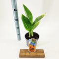 Canna 'Tropicana Gold'