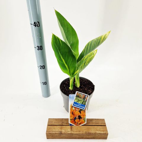 Canna 'Tropicana Gold'