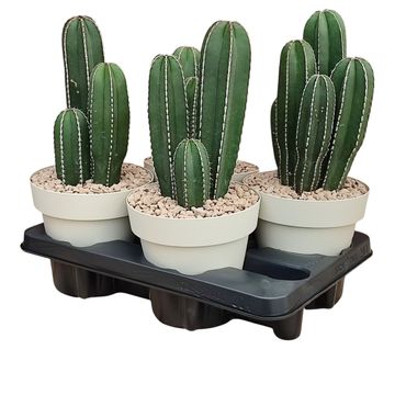 Marginatocereus marginatus