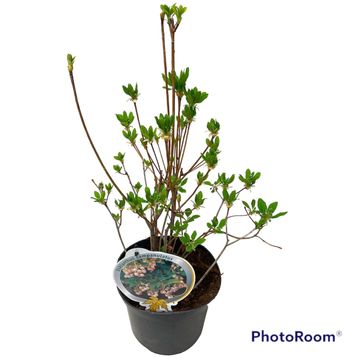 Enkianthus campanulatus