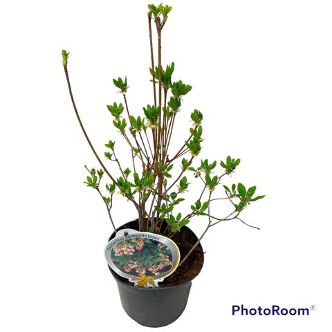 Enkianthus campanulatus