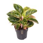 Aglaonema 'Zebrina Pink'