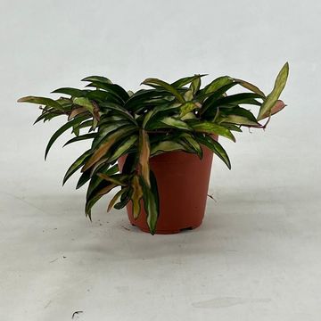 Hoya wayetii 'Tricolor'