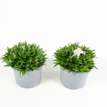 Leontopodium alpinum 'Vroni'