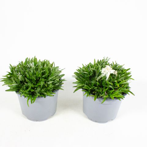 Leontopodium alpinum 'Vroni'