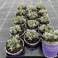 Lavandula angustifolia 'Hidcote'