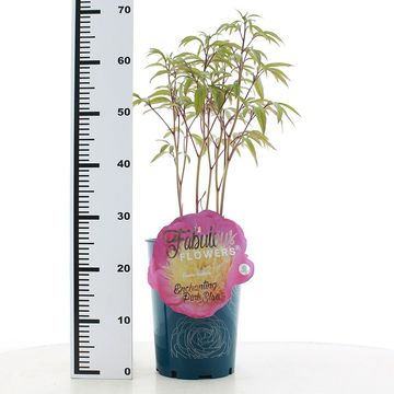 Paeonia FABULOUS FLOWERS ENCHANTING PINK ELSA