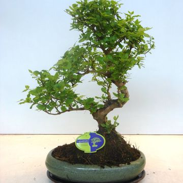 Ligustrum sinense