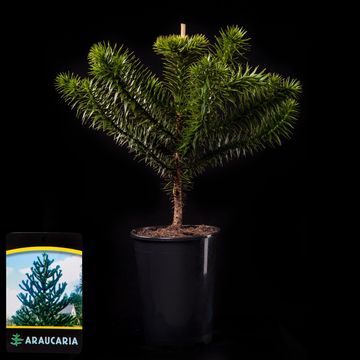 Araucaria araucana