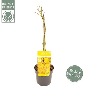 Acer palmatum CASCADE CITRINE