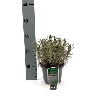 Lavandula x intermedia PHENOMENAL
