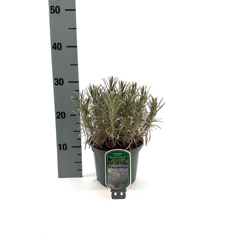 Lavandula x intermedia PHENOMENAL