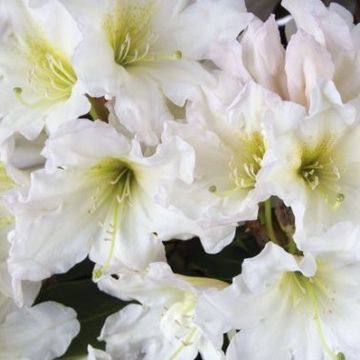 Rhododendron DUFTHECKE WEISS