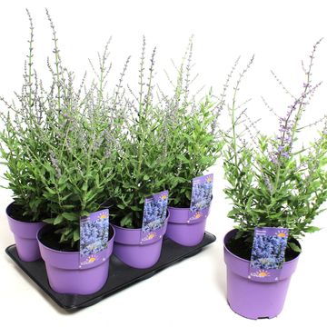 Perovskia atriplicifolia 'Bluesette'