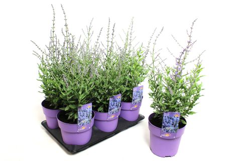 Perovskia atriplicifolia 'Bluesette'