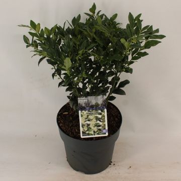 Sarcococca confusa