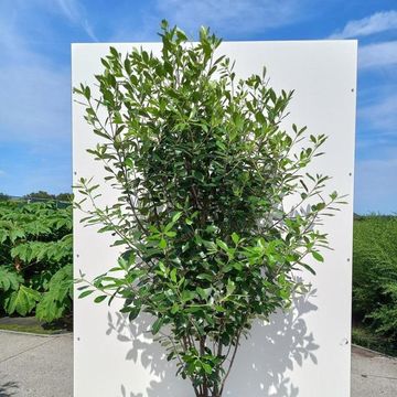 Pittosporum tenuifolium 'Macrophyllum'