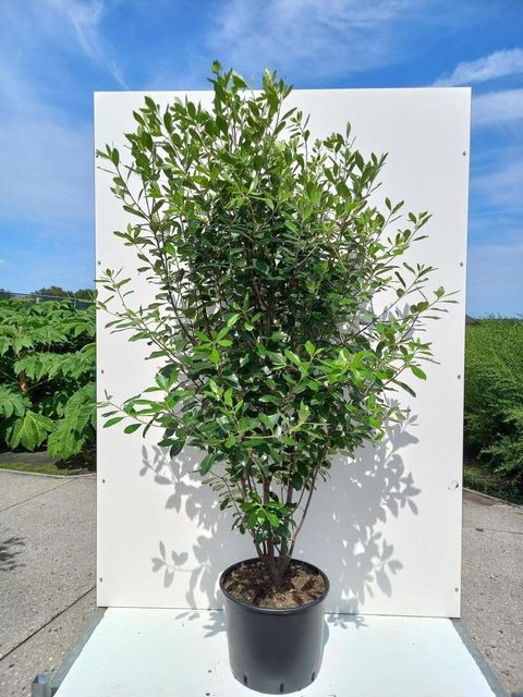 Pittosporum tenuifolium 'Macrophyllum'