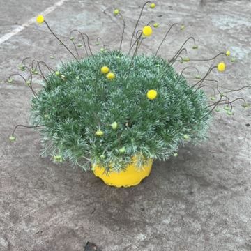 Cotula hispida