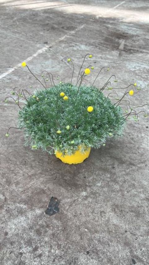 Cotula hispida