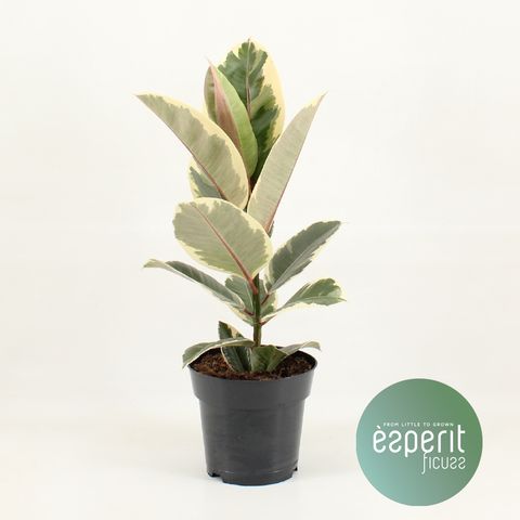 Ficus elastica 'Tineke'