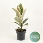 Ficus elastica 'Tineke'