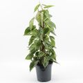 Filodendron hederaceum 'Variegata'