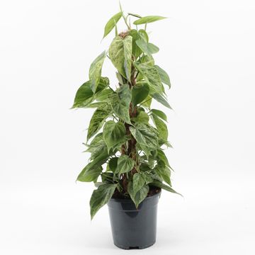 Philodendron hederaceum 'Variegata'