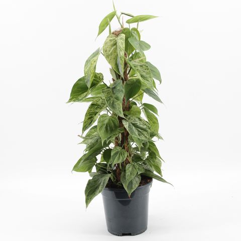 Philodendron hederaceum 'Variegata'
