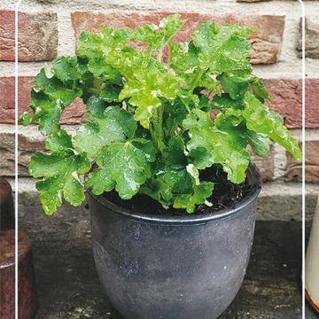 Heuchera micrantha