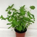 Mentha spicata