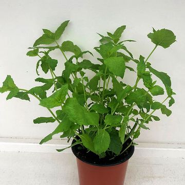 Mentha spicata